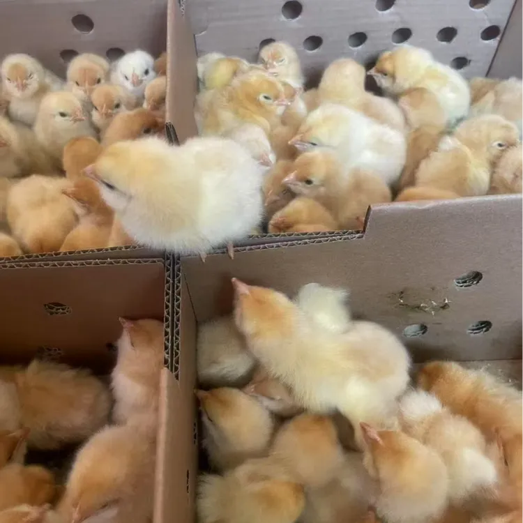 宠物小黄鸡黄羽鸡好养活便宜小鸡疫苗齐全