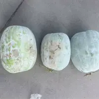 顾程风】2025赶大集农村自家种植冬瓜纯天然无公害