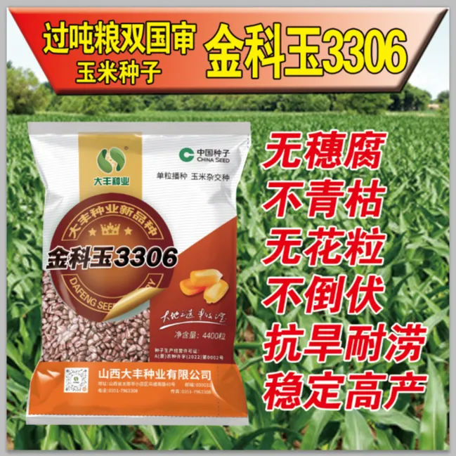 抗旱先锋抗涝冠军双国审玉米种子金科玉3306