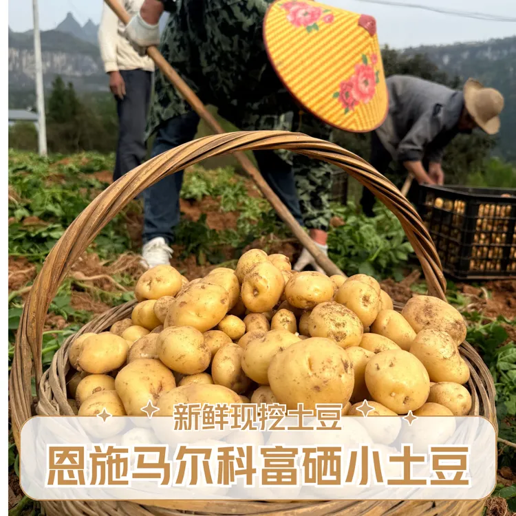 恩施小土豆 高山富硒马尔科土豆 （已无鲜新现挖的  介意勿拍）