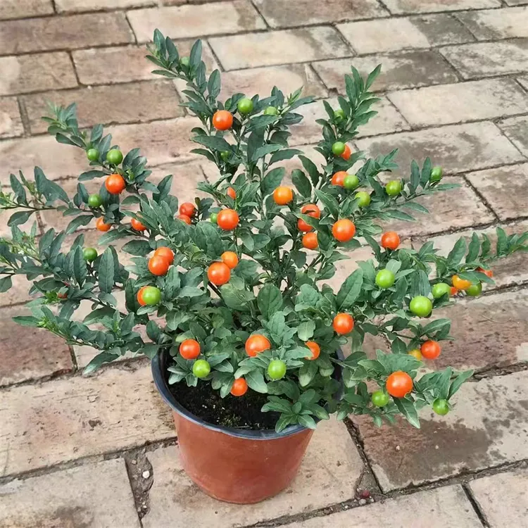 珊瑚樱室内盆栽珊瑚果红色观果植物基地直发石楠花