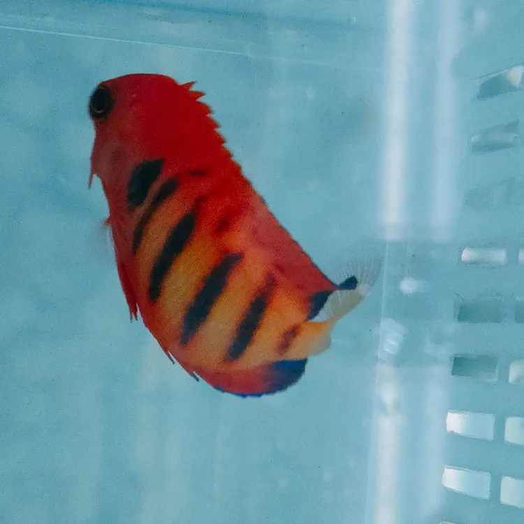 火焰仙          