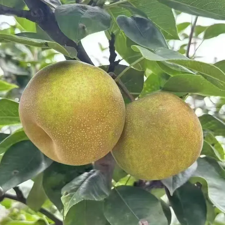 太湖七都本地头茬翠冠梨礼盒装 生态种植现摘当季新鲜水果