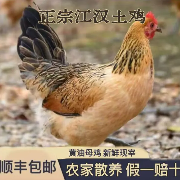 正宗江汉土鸡农家散养1年以上黄油老母鸡现杀现发整只2斤以上/只