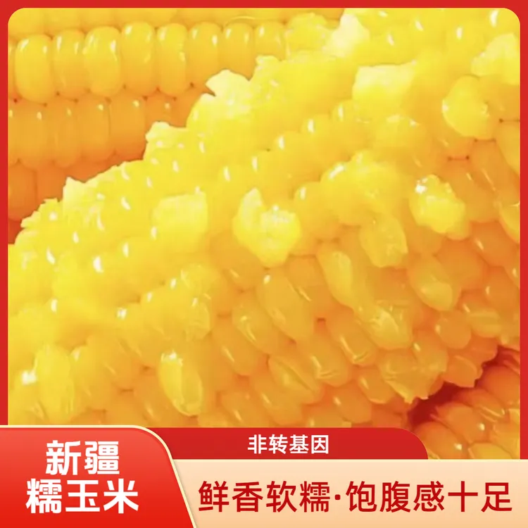 新疆黄糯新疆甜粘玉米新鲜非转基因真空包装10支装营养粗粮代餐