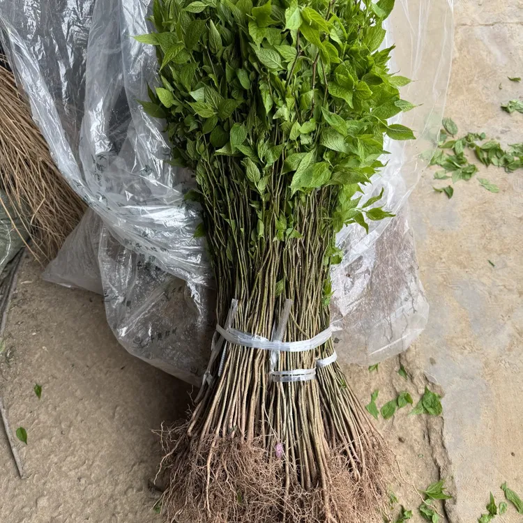 杜仲树苗厚皮杜仲树苗中药材丝棉树苗剥皮杜仲小苗现挖保湿发货