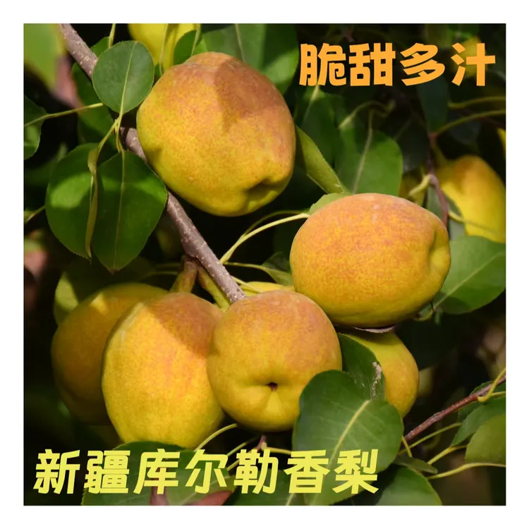 新疆库尔勒香梨甜梨新疆发货水果梨解渴渣细特产秋冬季多吃新鲜一