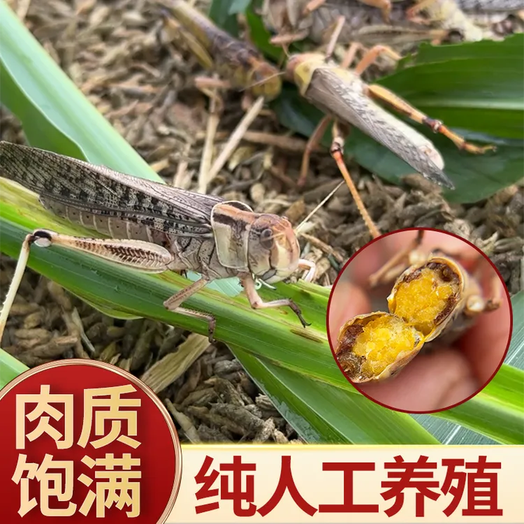 【下酒优选】香酥蚂蚱大棚养殖蚂蚱口感酥脆开罐即食麻辣鲜香