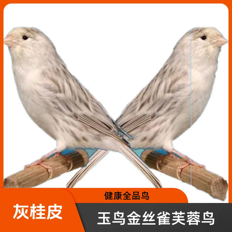 玉鸟活体 灰桂皮 德贵灰玉鸟 芙蓉鸟金丝雀活物鸟 京东顺丰发