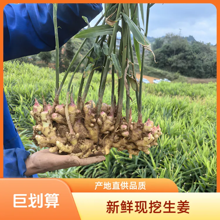 高山生态鬼子姜姜薯姜黄洋姜云南云南生姜老姜批发云南小黄姜