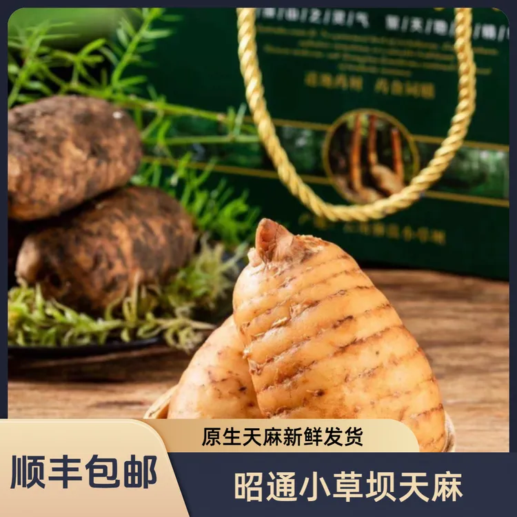 云南昭通小草坝新鲜乌天麻产地直发林下种植现挖现发