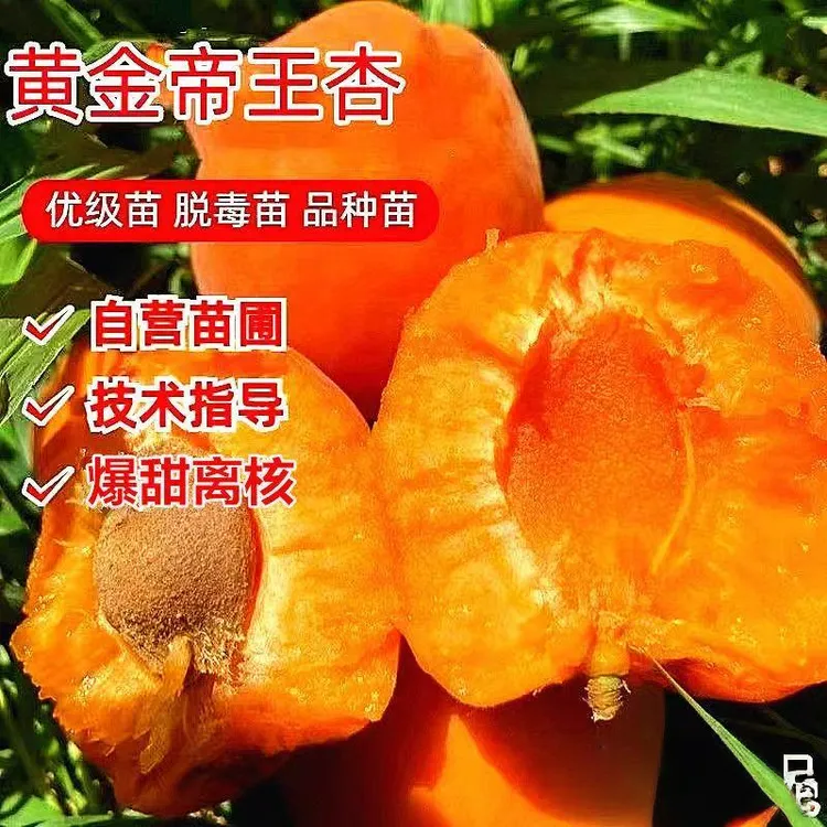 正宗嫁接帝王杏树苗金太阳杏树苗杏果树苗南方北方苗圃自售果树