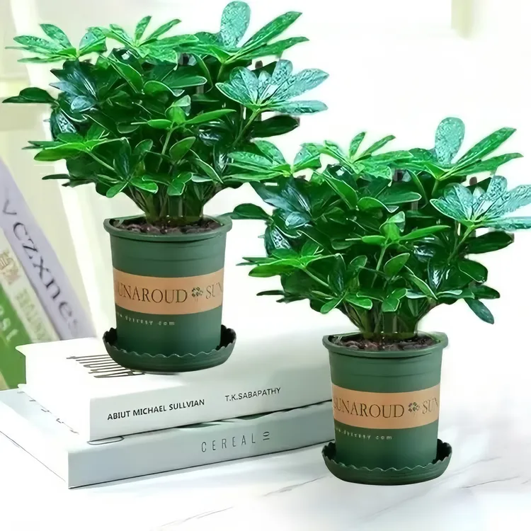 鸭脚木苗八方来财绿植物盆栽花卉四季常青室内桌面客厅小盆景好养