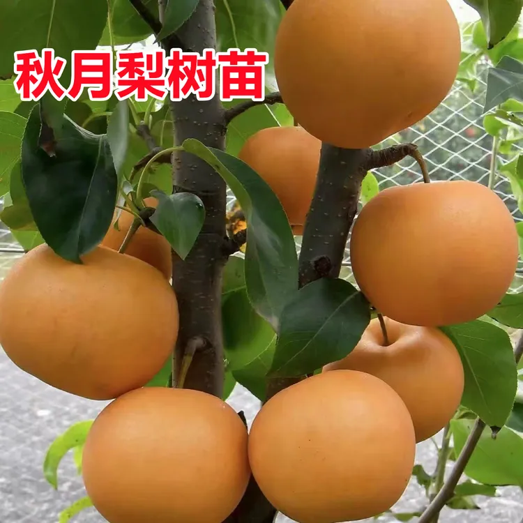 梨树苗嫁接秋月梨树果苗盆栽果树苗翠冠梨南北方种地栽香梨树树苗