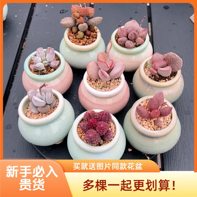 （新手必入套餐）贵货多肉植物水泡陶瓷花盆小盆栽进口阳台营养土