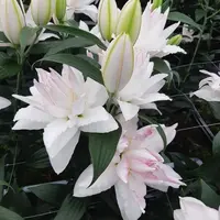 【源头优选】卡诺瓦重瓣百合 任意2单升级快递 发货后不支持退款