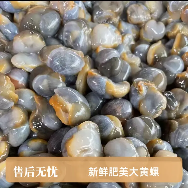 吕四鲜活黄边泥螺 可鲜发 可腌制 江浙沪皖顺丰包邮
