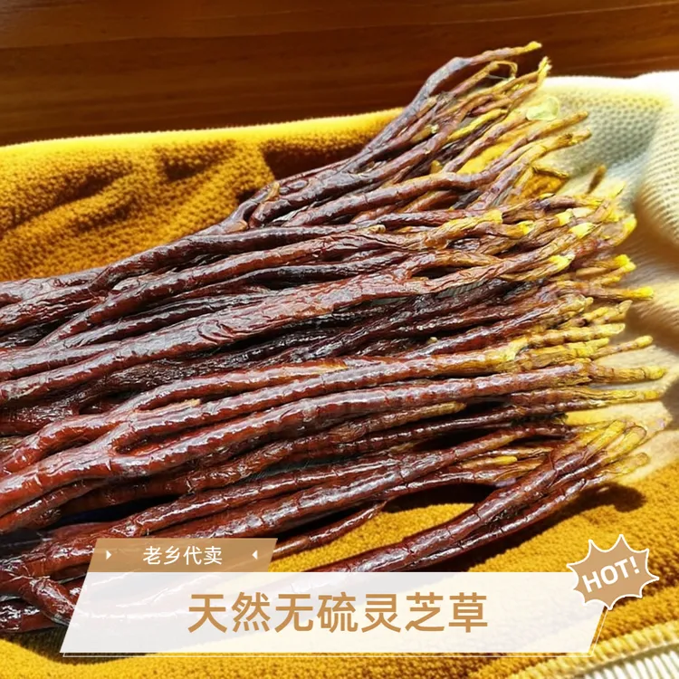 【老乡代卖】灵芝草整枝干货赤佛手灵芝鹿角灵芝泡酒煲汤滋补