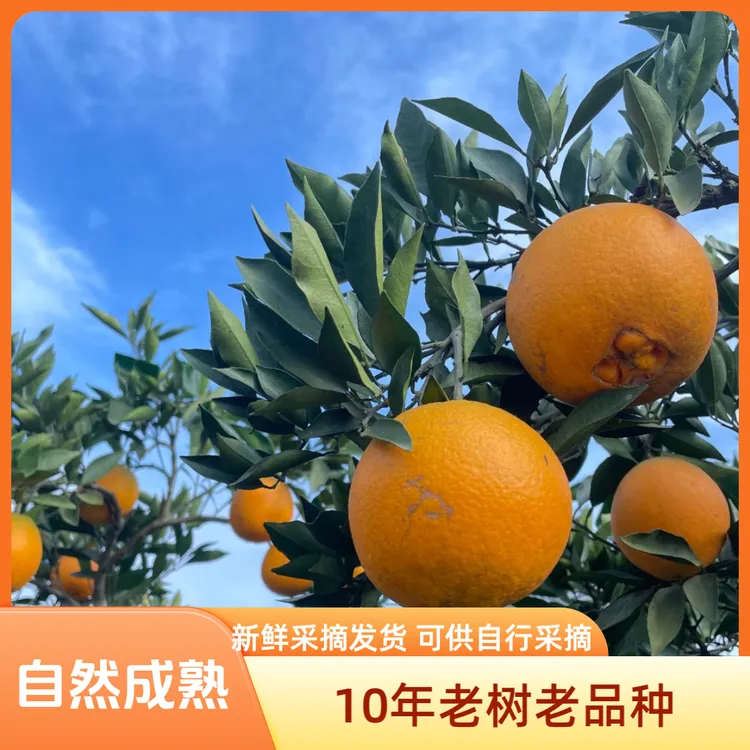 四川龙泉驿站老树脐橙鲜果现摘皮薄多汁当季水果