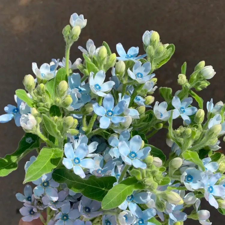 云南直发蓝星花鲜花新鲜直发客厅办公室鲜花送礼包邮康乃馨洋桔梗