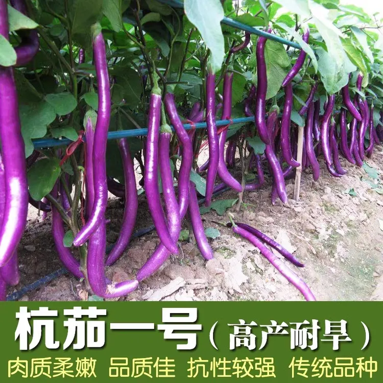 紫帅杭茄种子紫红长茄种子高产圆长线绿圆茄子籽早熟高产春播蔬菜
