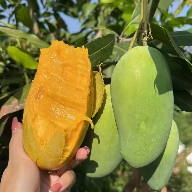 攀枝花攀研二号芒果，夏日美味来袭~