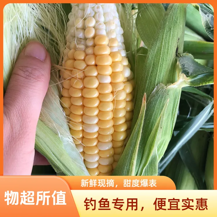 钓鱼专用玉米云南甜水果新鲜钓鱼水果玉米直播现场打包