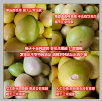 福建平和琯溪红心蜜柚现摘新鲜皮薄多汁当季水果