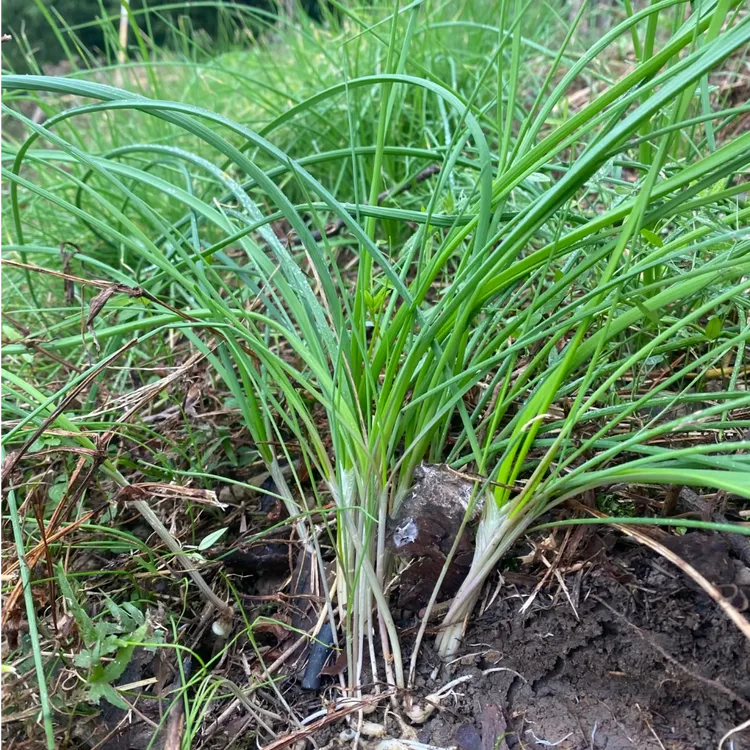 【野生现挖】新鲜苦蒜野葱现挖野菜应季炒菜凉拌下饭菜头茬蔬菜薤白