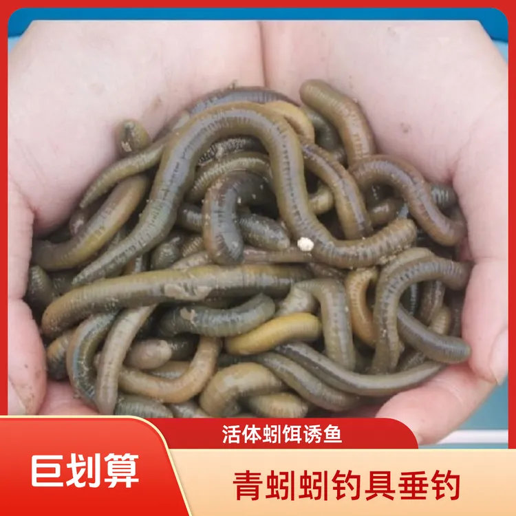 鲜活青蚯蚓黑蚯蚓钓鱼黄鳝地龙活体腥臭诱饵