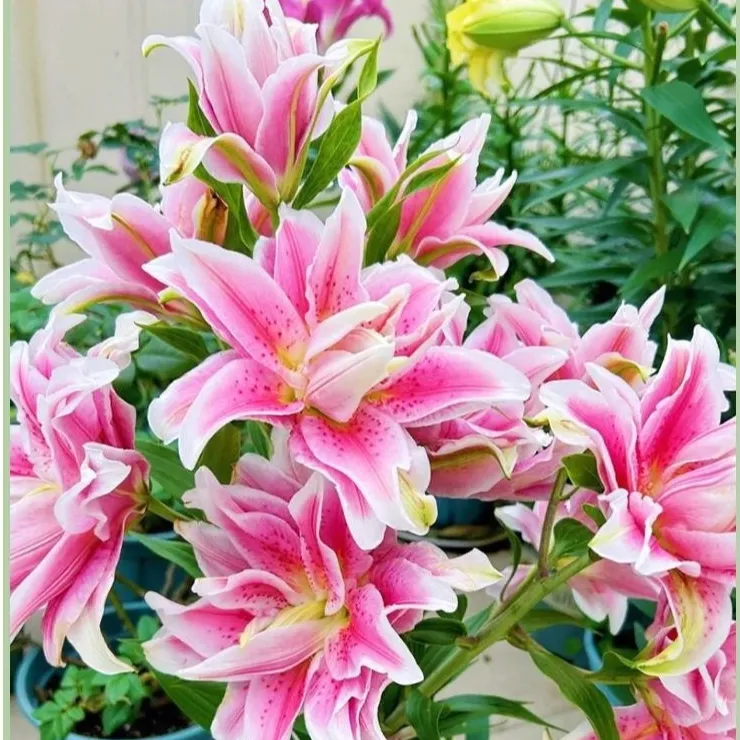 香水盆栽鲜花室内植物重瓣花卉混色百合进口家居装饰美式