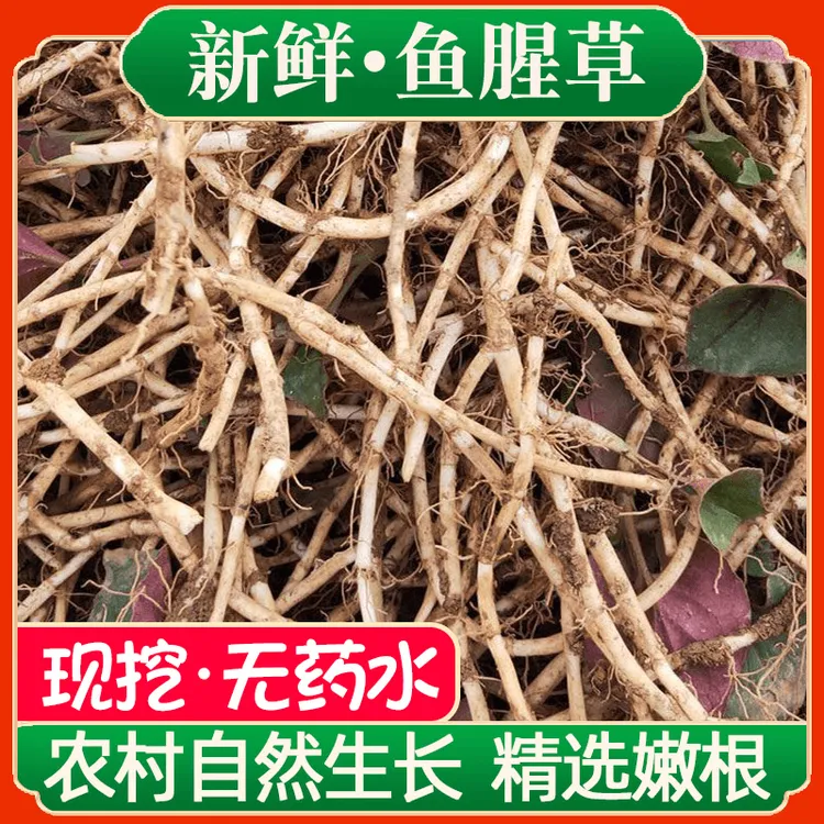 现挖无药水带泥鱼腥草新鲜折耳根嫩根湖北特产凉拌菜
