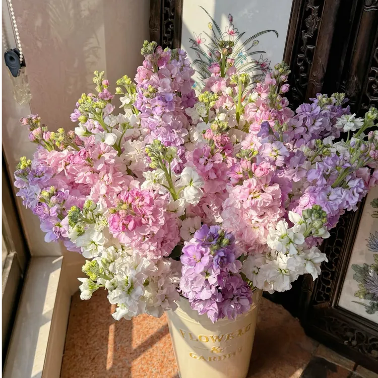 高杆香水切花紫罗兰盆栽色彩春秋冬杀菌调香阳台庭院耐阴耐寒绿植