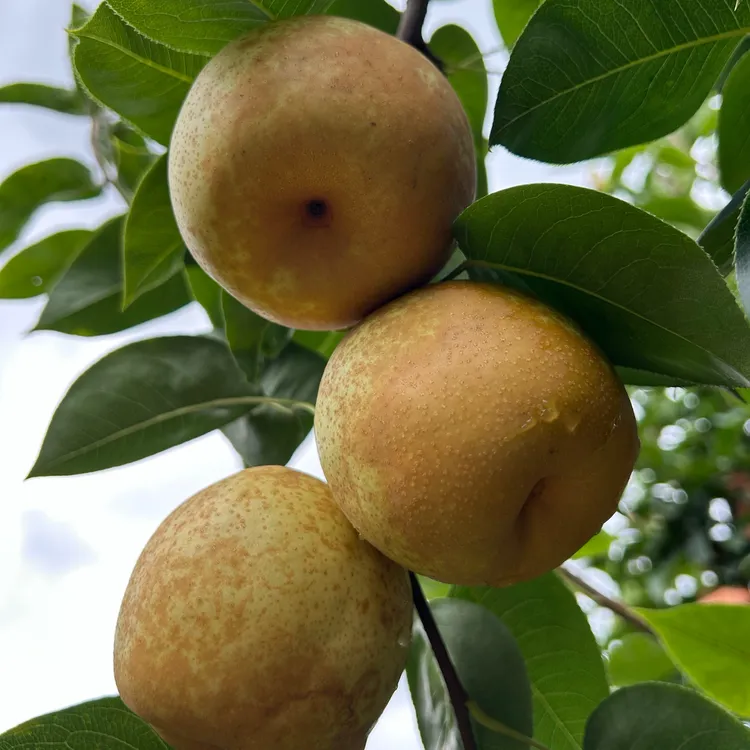 九华山下翠冠梨现摘现发青皮梨果农自种清甜爽口5斤