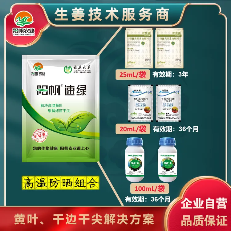 阳帆速绿缓解生姜高温黄叶干边干尖烂芯扎小辫问题