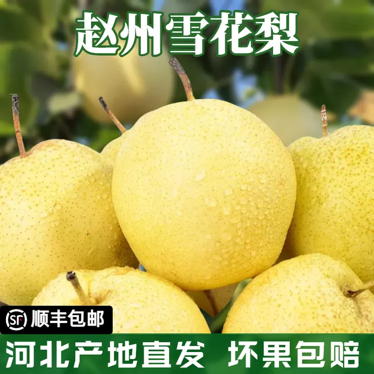 【顺丰】9斤装河北赵州雪梨冰糖雪梨批发水果产地直发当季新鲜水果
