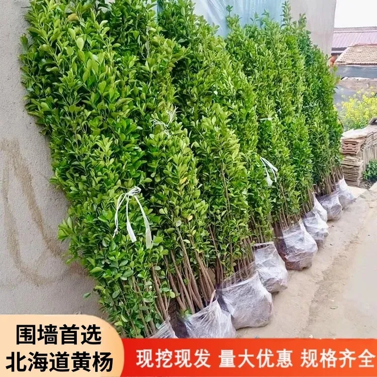 耐旱北海道黄杨苗冬青树苗四季常青室外庭院围墙篱笆绿篱植物耐寒