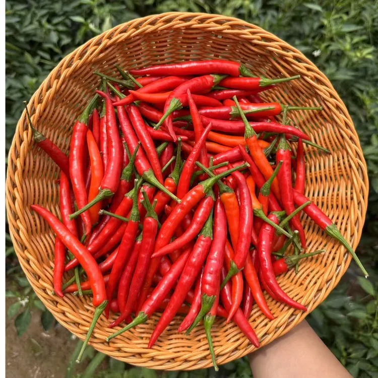 新鲜小米辣加南瓜共5斤现采摘现发货