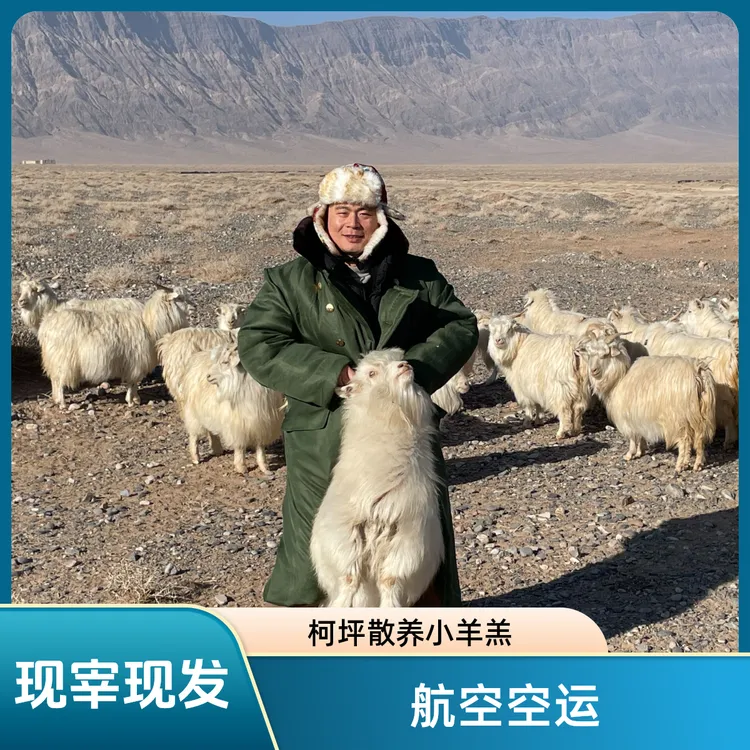 【散养小羊】新疆柯坪小山羊肉净重5-18斤羊羔半羊整羊切块70%腿排
