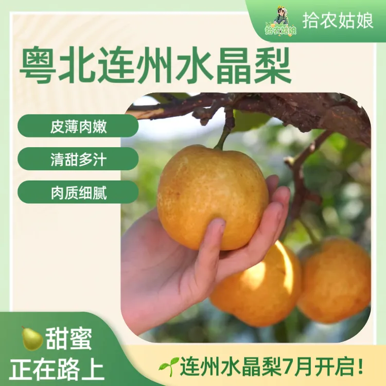连州水晶梨翠冠梨直采细腻无渣脆甜多汁清甜夏日消暑必备现摘现发
