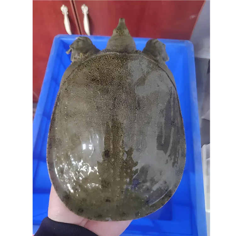 外塘清水活体生长黄油甲鱼鲜活可帮宰杀去皮黑花包活包赔福利发货