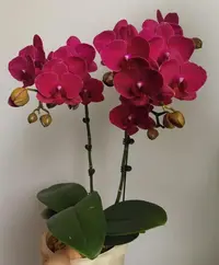 随机蝴蝶兰