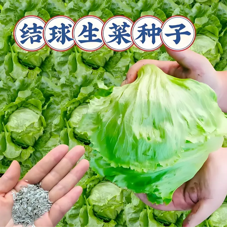 【结球生菜种子】四季播种蔬菜种子阳台盆栽地栽小院