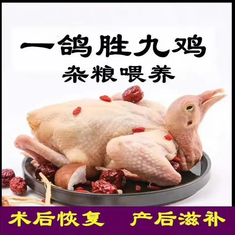 新鲜现杀农家散养鸽子肉煲汤乳鸽杂粮喂养冰鲜发货