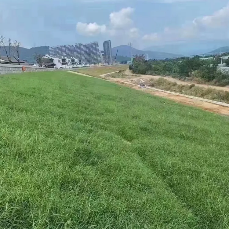 草坪种子四季青不修剪绿化草皮草籽庭院别墅护坡草种子高羊茅