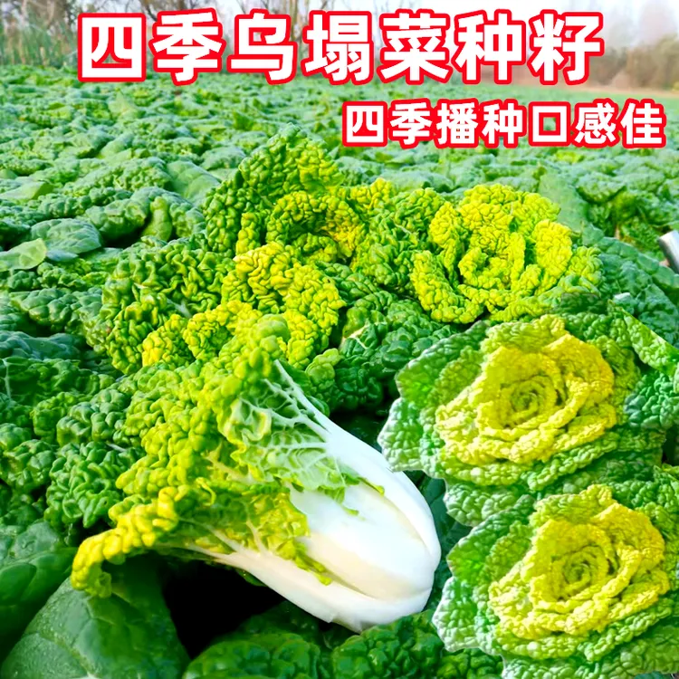 乌塌菜菜种子耐寒黄心乌塌菜籽菊花心乌塔菜种籽秋冬青菜蔬菜种孑