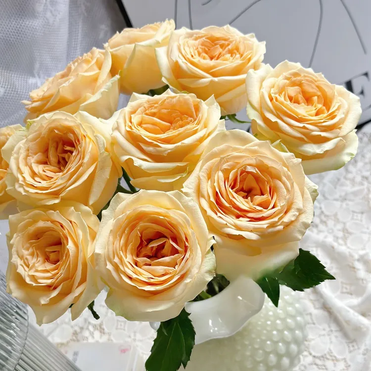【云舍花卉】蜜桃雪山单头玫瑰全场鲜花满两单及以上包邮