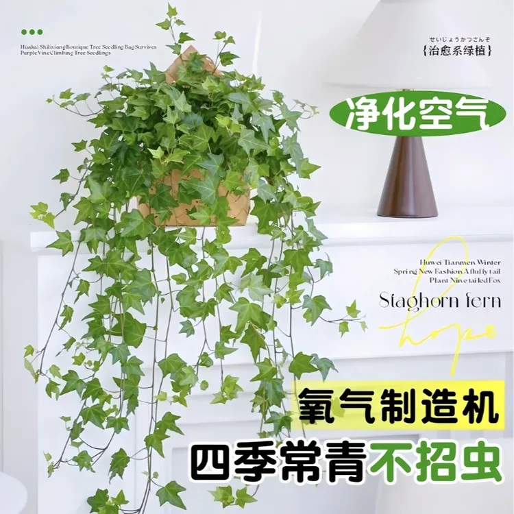 【粉丝专属】枫叶常春藤吊兰比绿萝好养室内吸甲醛水培壁挂花无异味