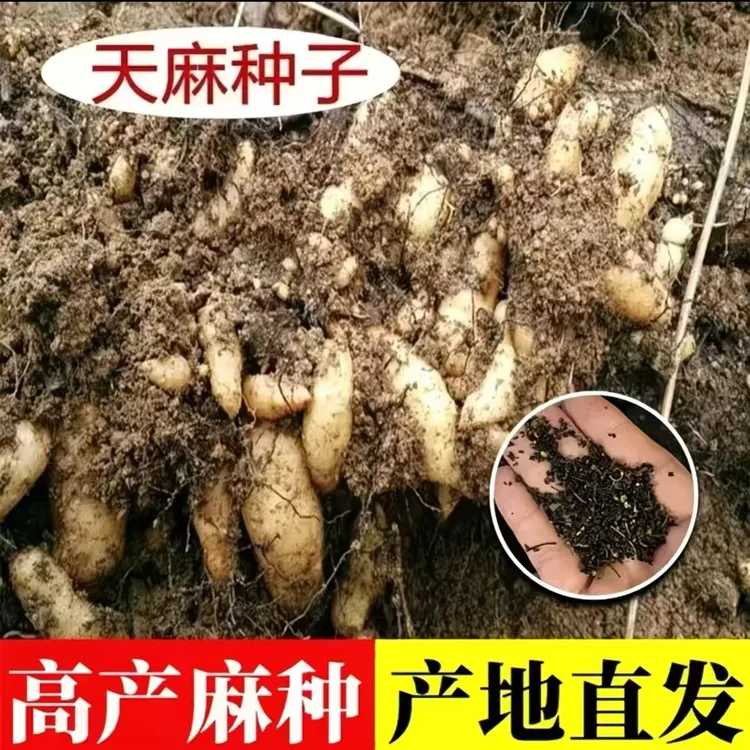 【天麻种子】四季种植盆栽阳台天麻秋冬种植高产蔬菜种子高发芽率
