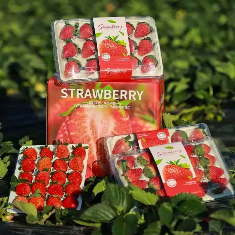 【顺丰速运】四川大凉山露天奶油草莓香味浓郁8甜2酸非丹东99草莓